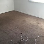new carpet 3