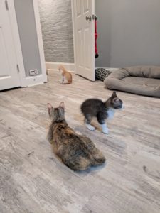 Meghan kittens approve of new floor 2