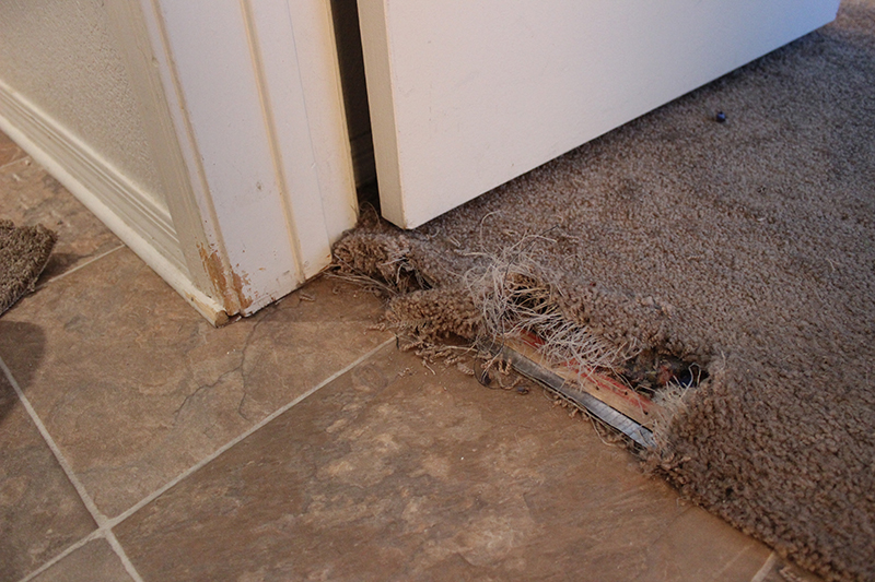 Dallas, TX Carpet Repair and Restoration – KiwiServices.com - KIWI Cleaning  Services